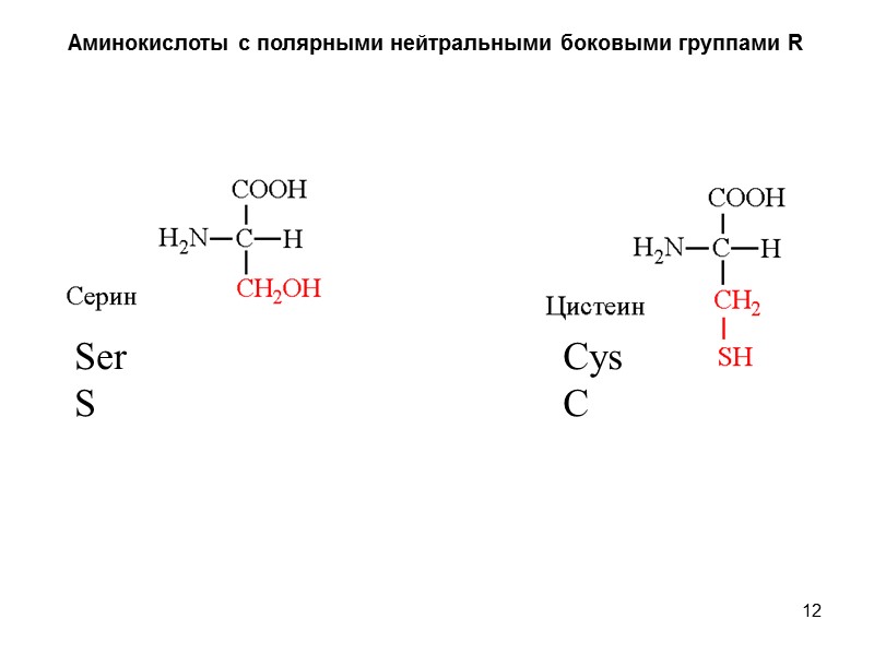 12 Аминокислоты с полярными нейтральными боковыми группами R Ser S Cys C